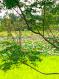 Đất Điện Tiến view hồ Sen giá 600 triệu